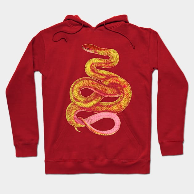 serpent,cobra,reptile,viper,venom,lizard,rattlesnake,king cobra,dragon,hydra,poison,venomous,plumber's snake,pythonidae,pythons,auger,python,squamata,serpentine,worm,big,ophidian,rattlesnakes,medusa,snakebite Hoodie by vabontchi